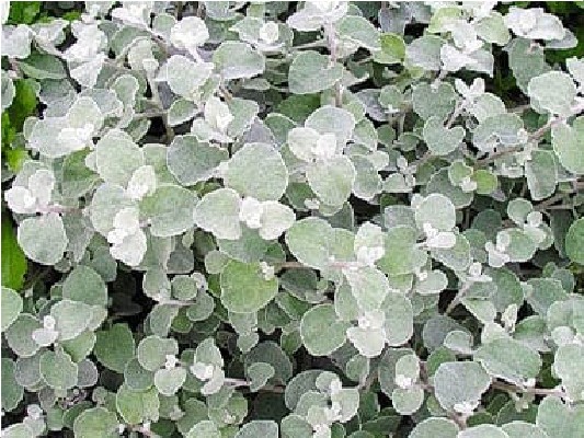 Однолетние растения Геліхризум Silver черенок 20грн ожидается